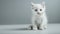 Generative AI Portrait of a little white kitty on gray background nice little kitten with big eyes  copy space bus