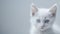 Generative AI Portrait of a little white kitty on gray background nice little kitten with big eyes  copy space bus