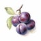 Generative AI watercolor ripe plums on white background