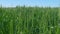 Generic agriculture and cereals concept. Green wheat field at sunny day. Riped wheat grain ear.
