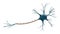 Generic blue neuron cell model isolated on a white background with copy space. Science, neuroscience, biology, microbiology,