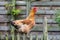 Generic chicken, hybrid breed, sitting on a wooden fence