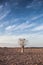 Generic desert scene with blue sky and Quiver Tree