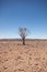 Generic desert scene with Quiver Tree at midday