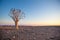 Generic desert scene with Quiver Tree at sunrise