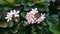 Generic Dwarf Singapore Pink plumeria Frangipani