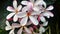 Generic Dwarf Singapore Pink plumeria Frangipani