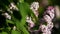 Generic flowers, Common lilac - Syringa vulgaris, France