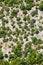 Generic mountain vegetation. Aerial view. Trees and terrain.