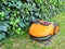 Generic orange robot lawn mower for automatic mowing grass on docking station