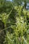 Generic Swamp Grasses With Flowering Plumes