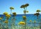 Generic vegetation of the Croatian coast. Wild plants with yellow flowers that growing along the Adriatic Sea