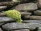 Generic vegetation growing down some rocks