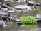 Generic vegetation growing in a gentle stream