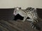 Genet cat