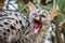 Genet cat