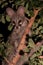 Genet with spots hiding in tree at night