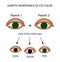 Genetic inheritance of eye color. Brown, blue, green eyes.