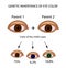 Genetic inheritance of eye color. Brown, blue, green eyes. Infographics. Vector illustration on isolated background