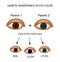 Genetic inheritance of eye color. Brown, blue, green eyes. Infographics. Vector illustration on isolated background