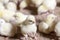 genetically enhanced white chicken chicks