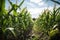 genetically modified crops growing in field farm