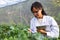 Geneticists, biologists, and scientists are studying the genetic structure of vegetables in a greenhouse