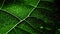 genetics dna leaf