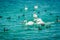 Geneva Leman lake with group of white swan