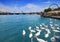 Geneva swans Geneve at Leman lake in Swiss