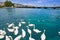 Geneva swans Geneve at Leman lake in Swiss