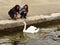 Geneva, Switzerland - June 05, 2017: Tourists and swan on the em