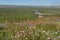 Genhe Wetland of Inner Mongolia