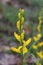 Genista carinalis - wild flower