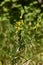 Genista germanica shrub in bloom