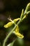 Genista germanica shrub in bloom