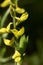 Genista germanica shrub in bloom