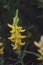 Genista hirsutum mediterranean needle leaved and flax broom thorny shrub with deep yellow flowers clothed as small tufts