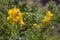 Genista Hispanica