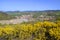 Genista scorpius in flower over the town of Salinas de AÃ±ana. Alava. Basque Country. Spain