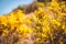 Genista Scorpius. Wild yellow flowers nature background