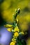 Genista tinctoria bush growing in the field, macro