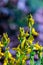 Genista tinctoria bush growing in the forest