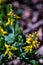 Genista tinctoria bush growing in the forest, close up