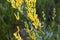 Genista tinctoria, dyer`s greenweed yellow flowers macro selective focus