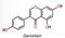 Genistein molecule. It is phytoestrogen, plant metabolite, isoflavone extract from soy with antioxidant and