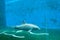 Genoa, aquarium, dolphin tank