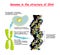 Genome 3D in the structure of DNA. genome sequence. Telomere is a repeating sequence of double-stranded DNA located at the ends of