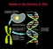 Genome in the structure of DNA. genome sequence. Telomere is a repeating sequence of double-stranded DNA located at the ends of