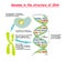 Genome in the structure of DNA. genome sequence. Telomere is a repeating sequence of double-stranded DNA located at the ends of c